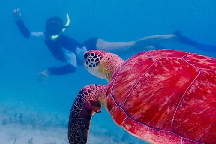 a turtle swimming under water