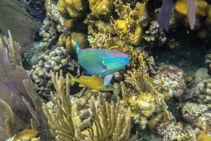 underwater view of a cake