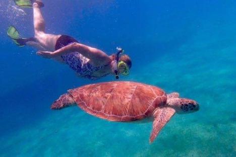 a turtle swimming under water