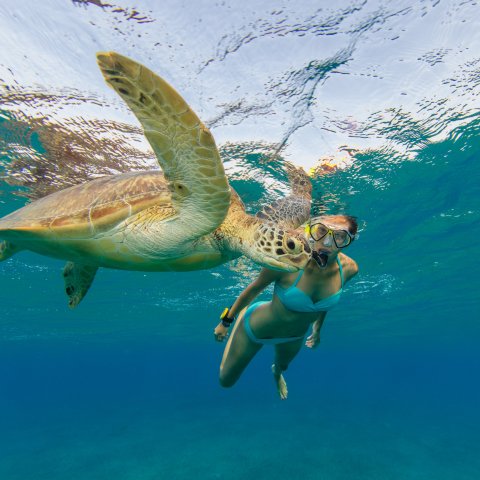 a turtle swimming under water