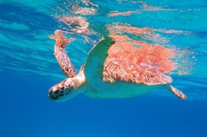 a turtle swimming under water